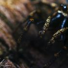 Jumping spider