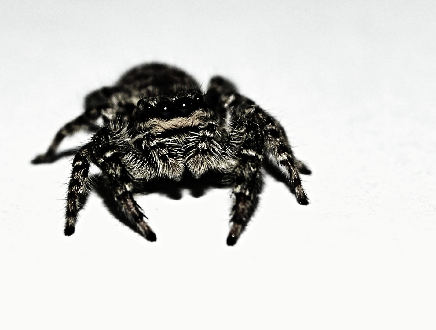 Jumping Spider