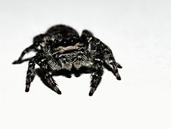 Jumping Spider