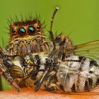 Jumping spider~