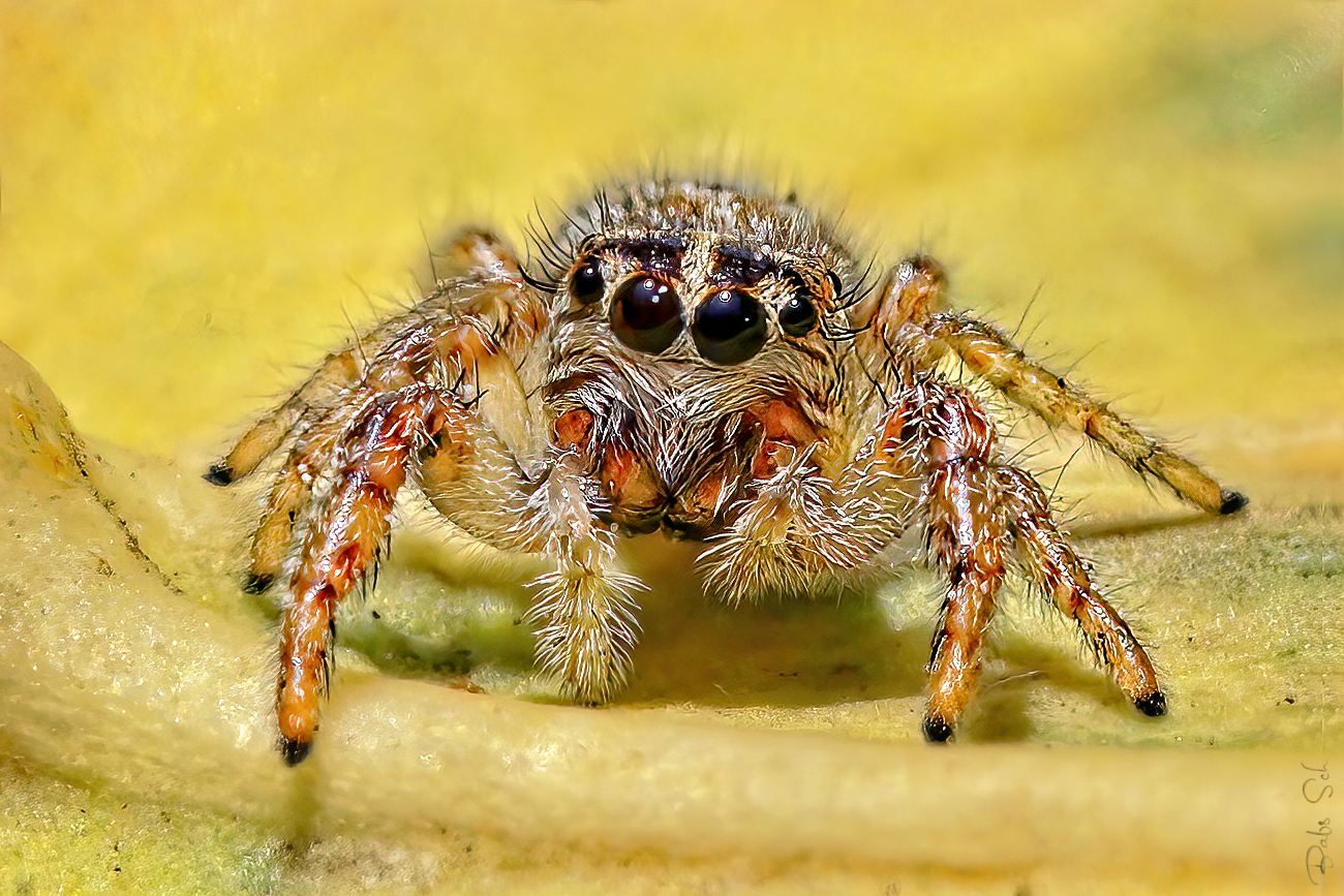 Jumping Spider