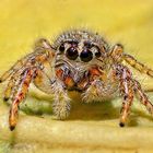 Jumping Spider