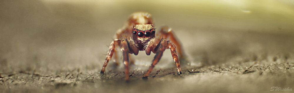 Jumping Spider