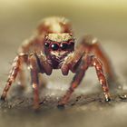 Jumping Spider