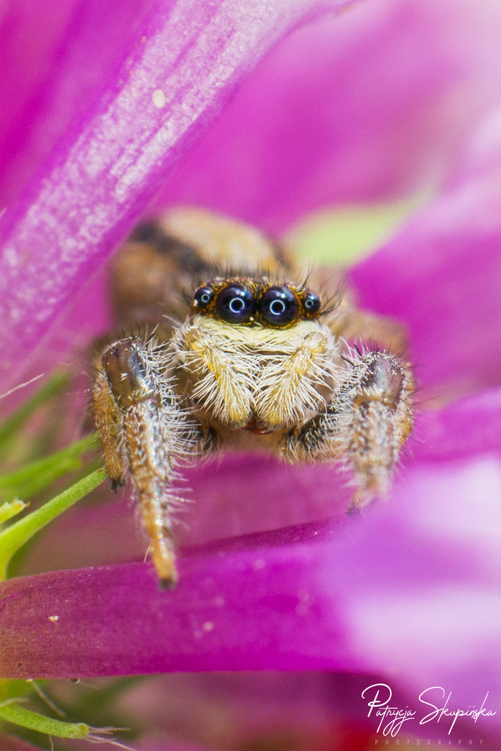 Jumping Spider