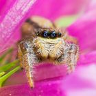 Jumping Spider