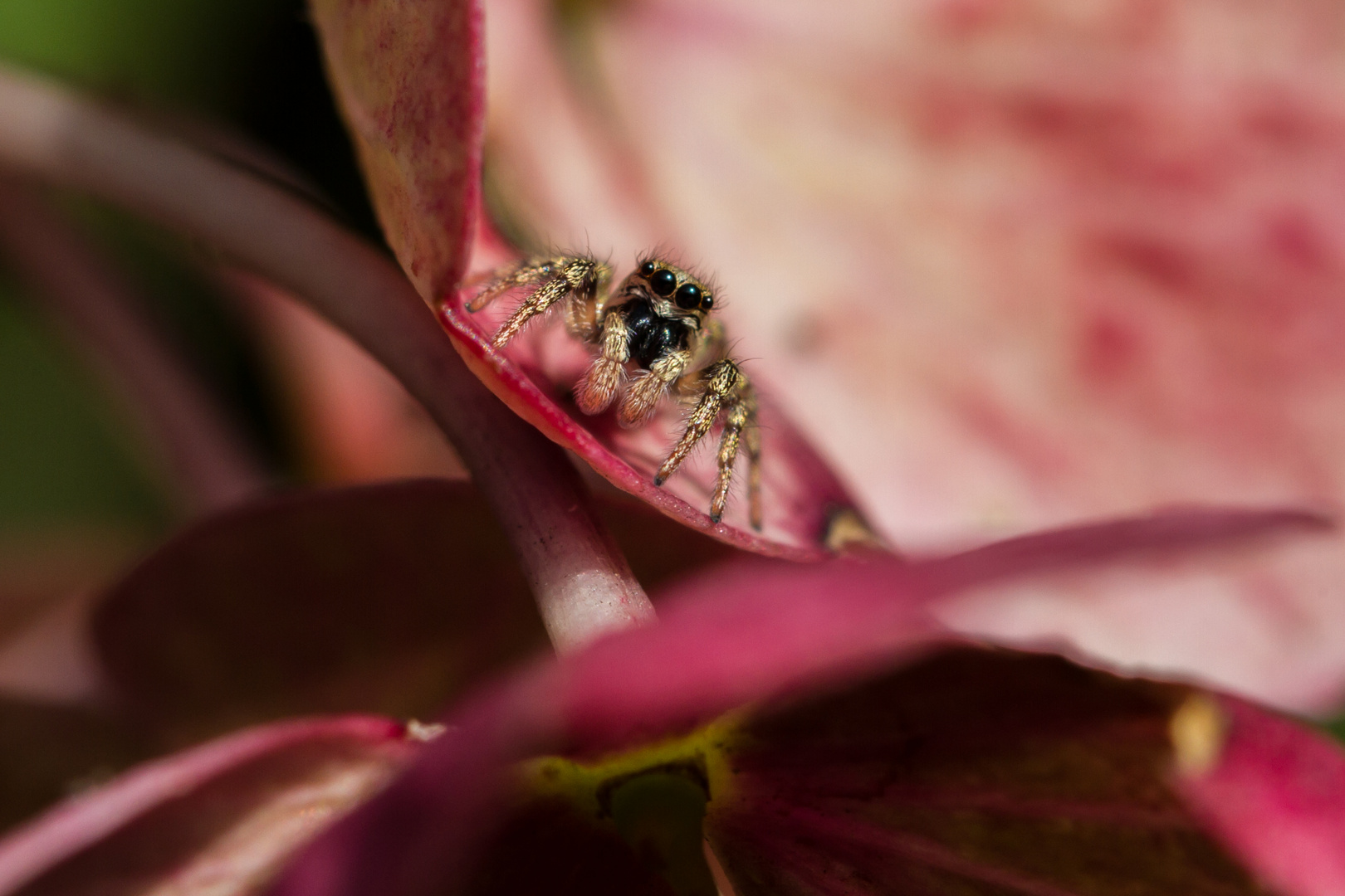 Jumping spider