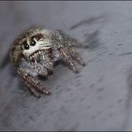 jumping spider