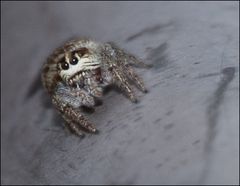 jumping spider