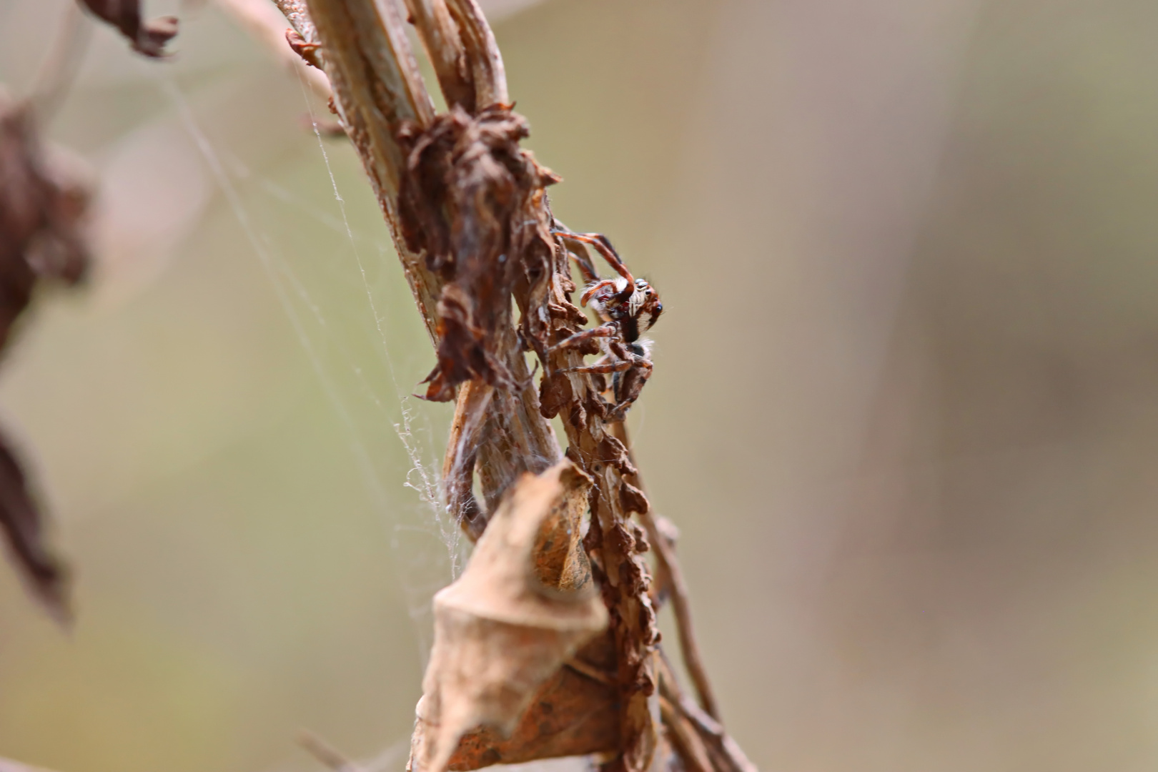 Jumping spider 