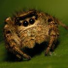 Jumping Spider