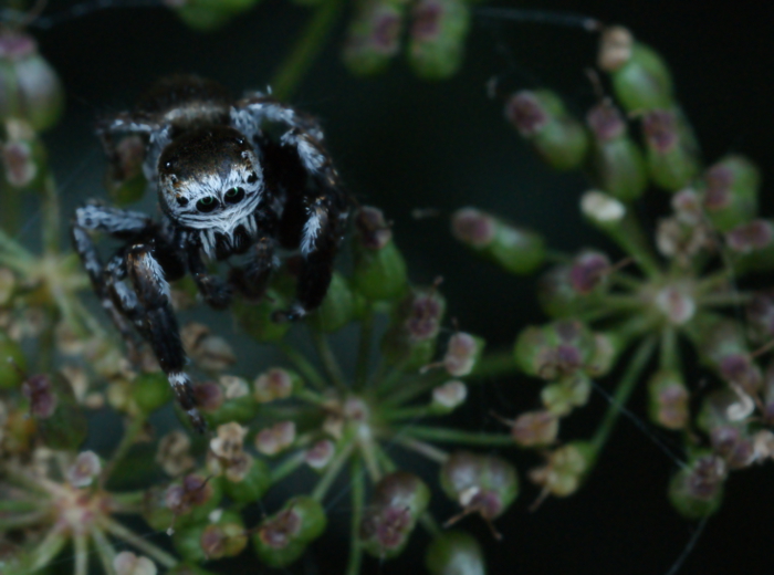 Jumping Spider