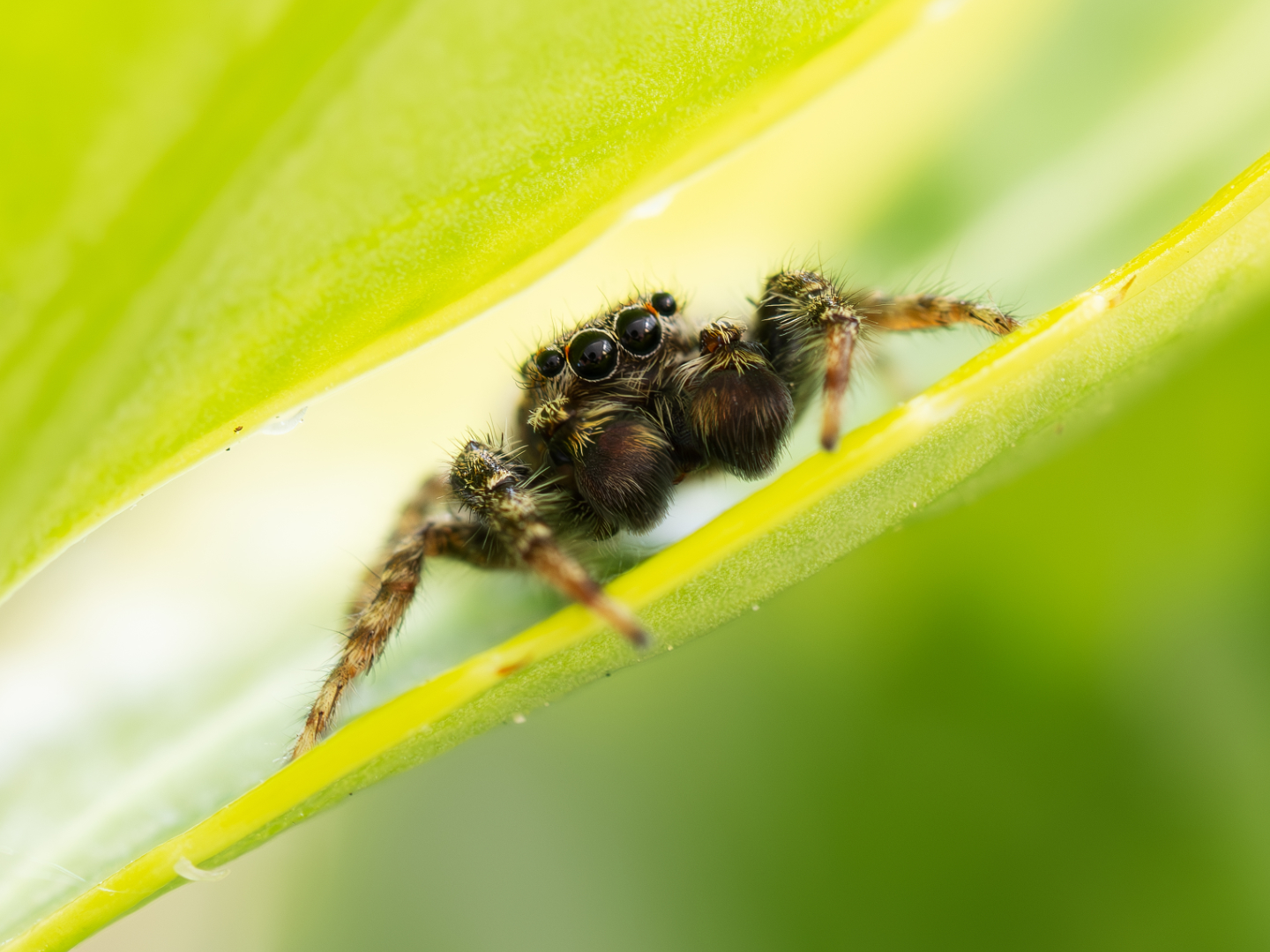 Jumping Spider