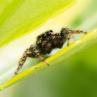 Jumping Spider