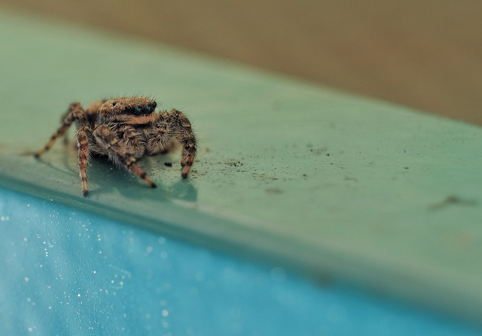 Jumping Spider