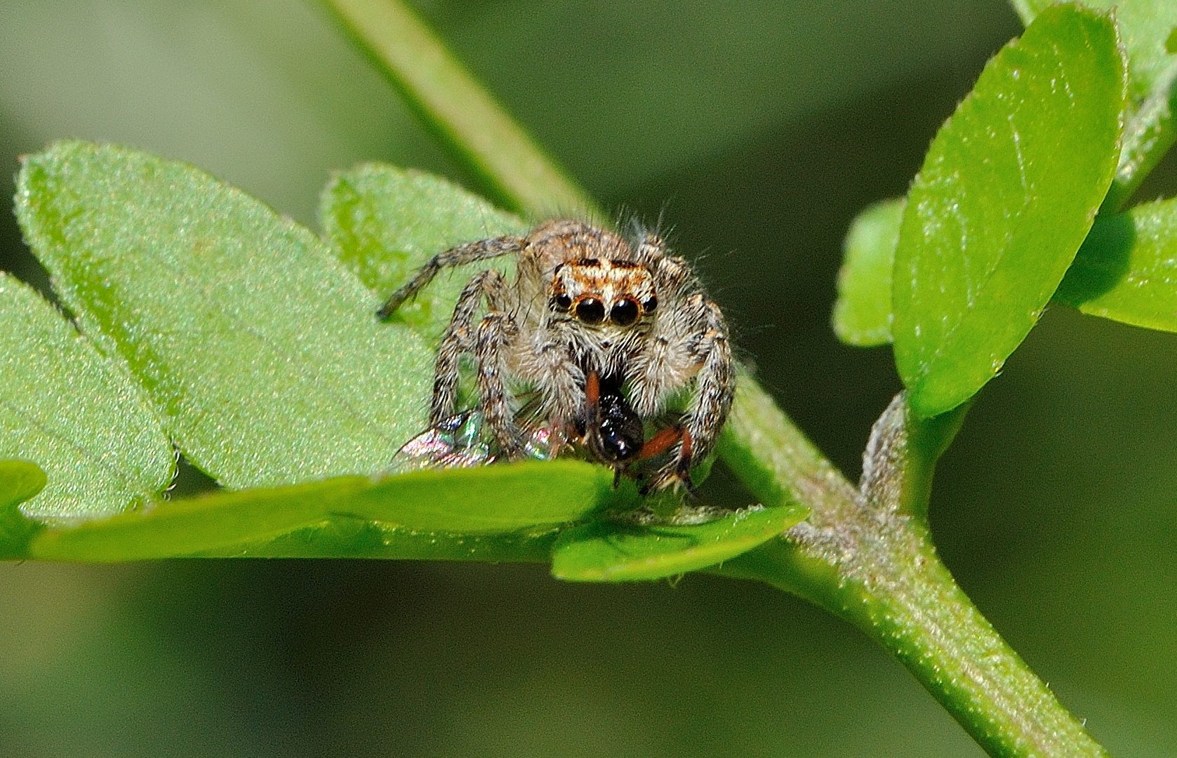 jumping spider at work