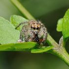 jumping spider at work