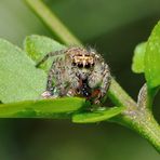 jumping spider at work