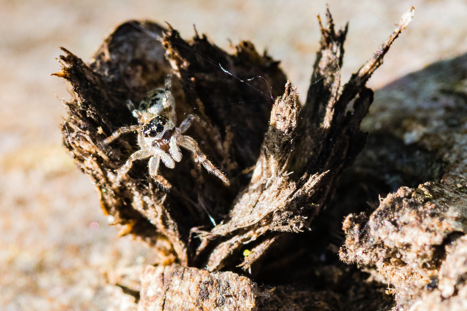 Jumping Spider