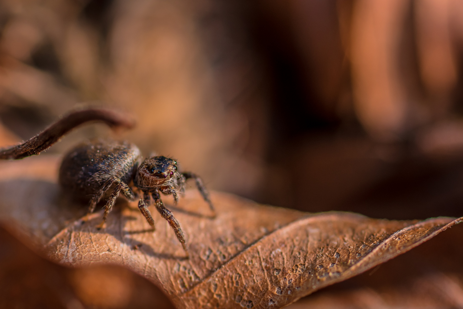 Jumping spider II