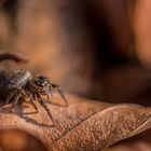 Jumping spider II