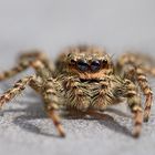 Jumping Spider (Marpissa muscosa, female)