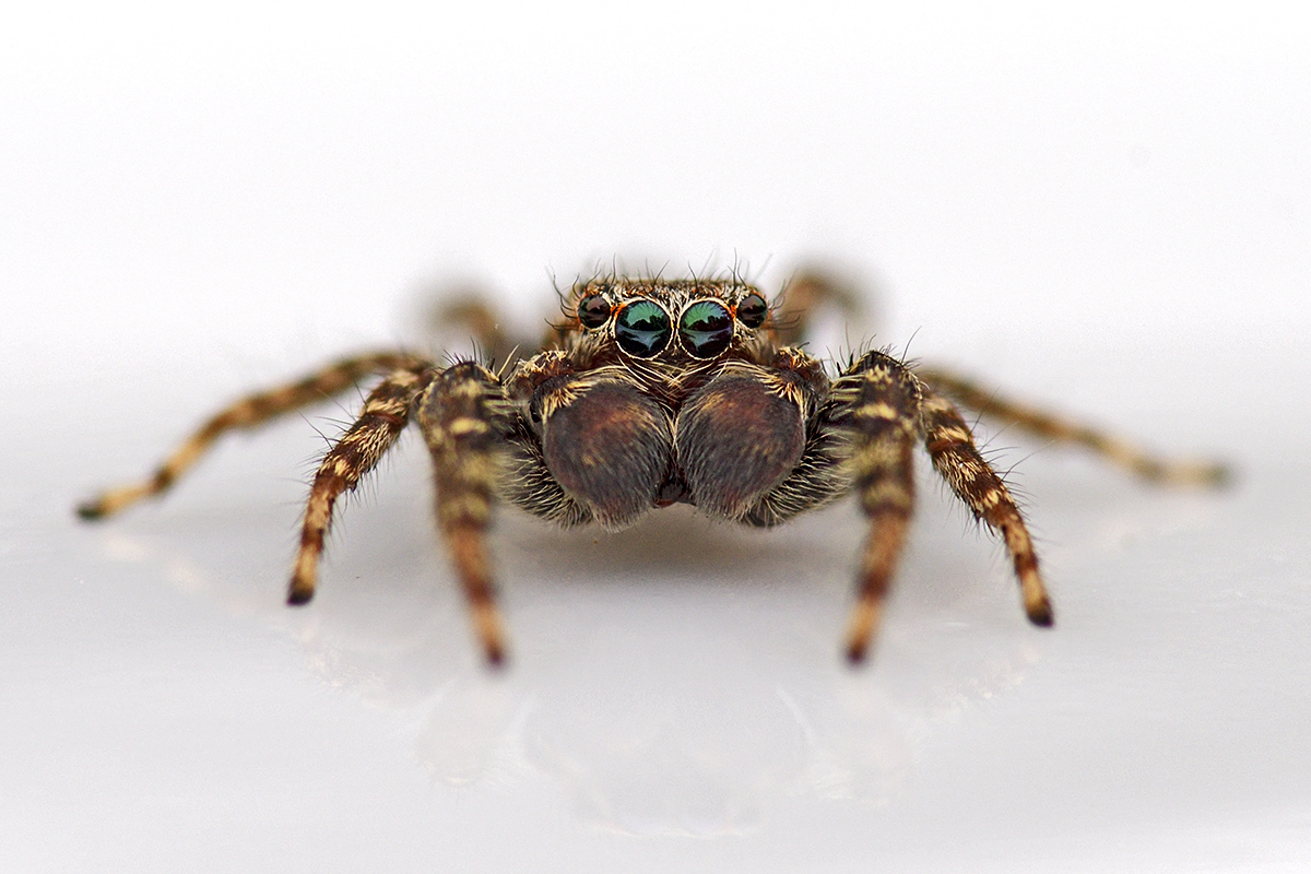 Jumping Spider (Marpissa muscosa, male)