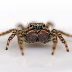 Jumping Spider (Marpissa muscosa, male)