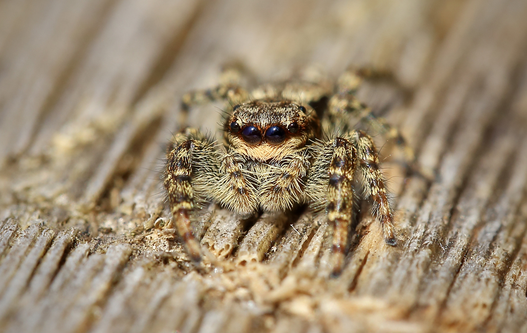 Jumping Spiderwoman