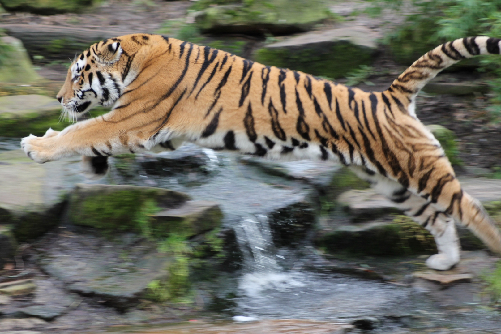 Jumping Tiger