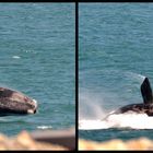 Jumping Whale in Walker Bay