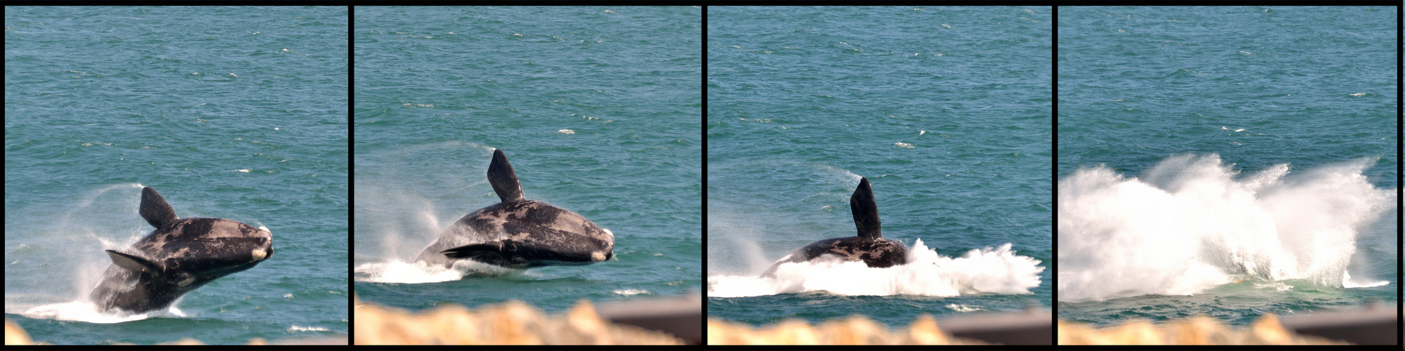 Jumping Whale in Walker Bay