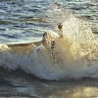 Jumping with waves - Florida Ostküste 