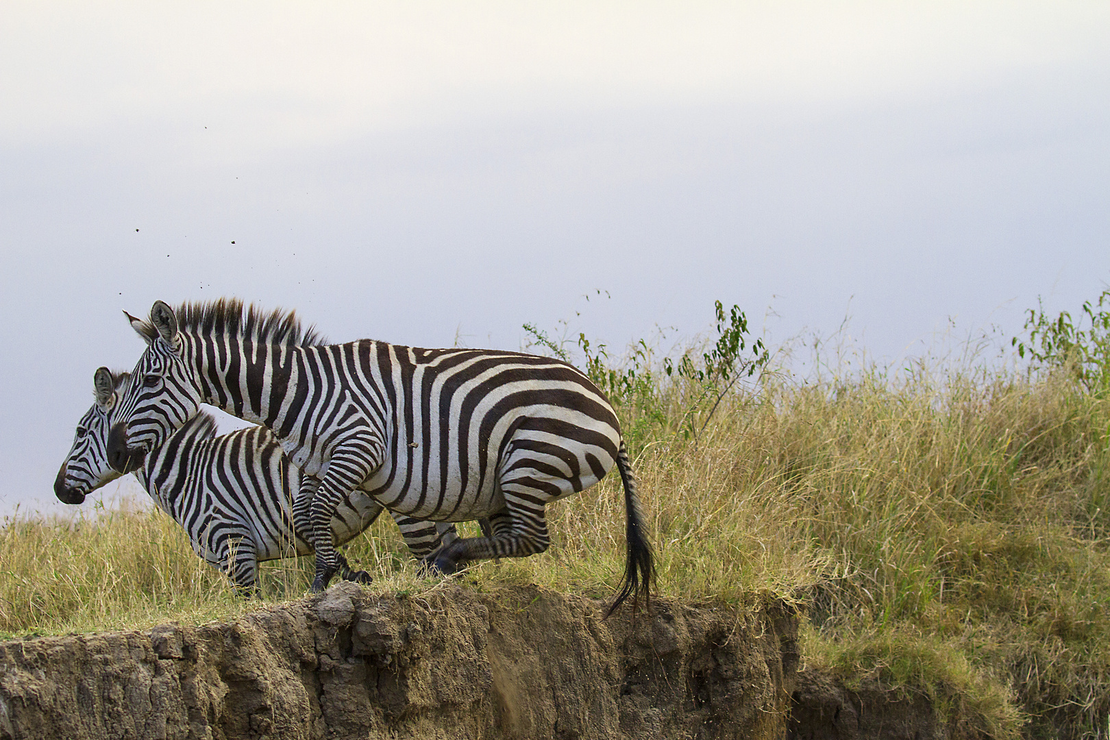 Jumping-Zebra