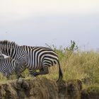 Jumping-Zebra