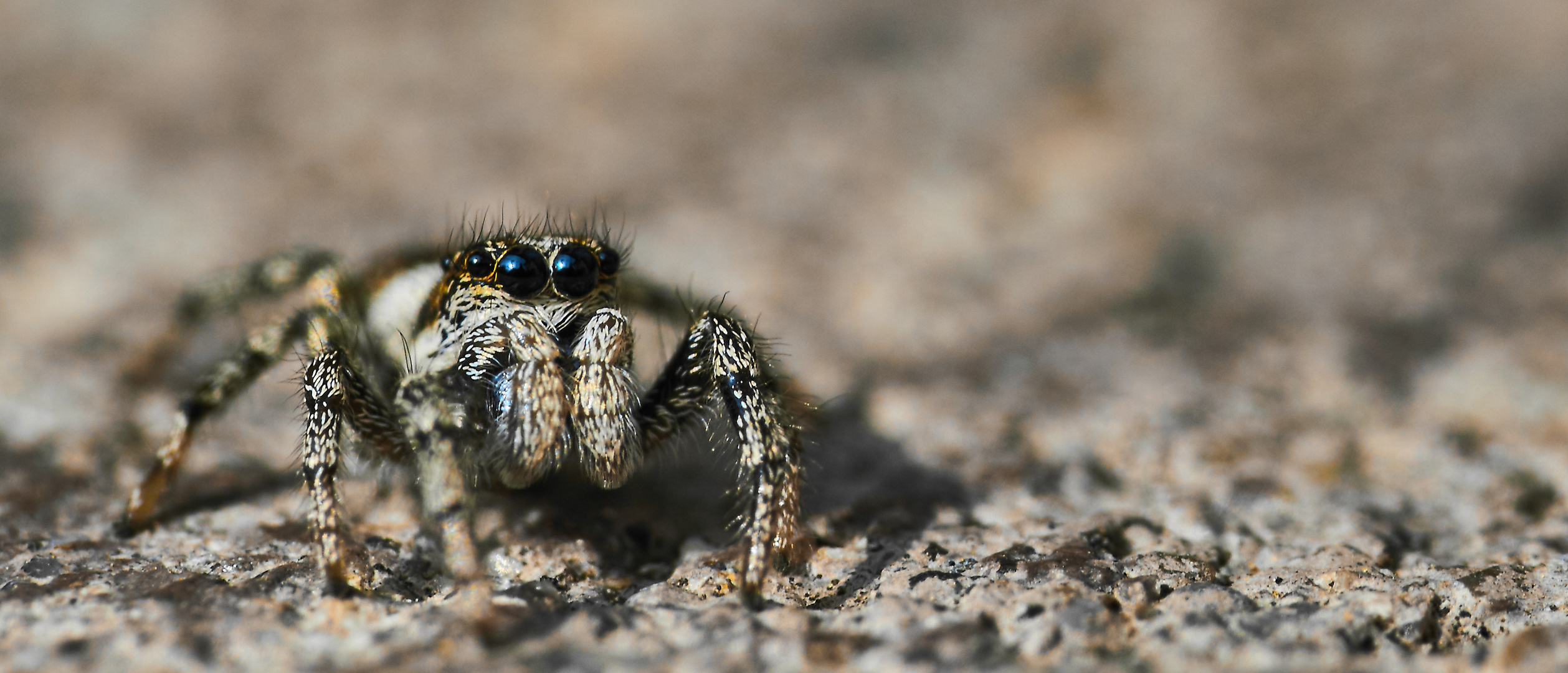 JumpingSpider