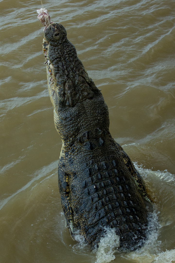 Jumpng Saltwater Croc, Adelaide River