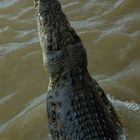 Jumpng Saltwater Croc, Adelaide River