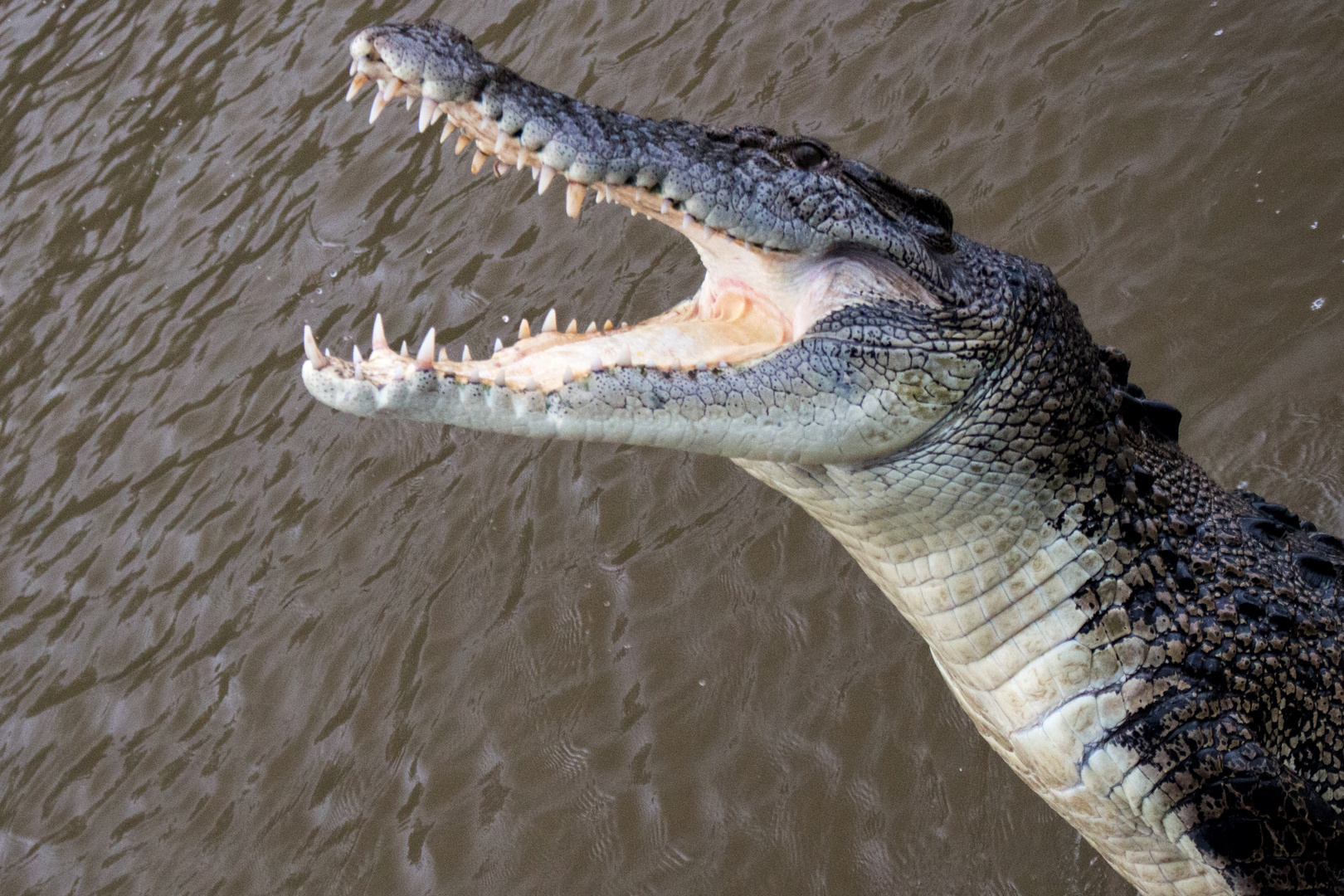 Jumpng Saltwater Croc, Adelaide River