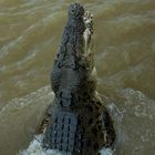 Jumpng Saltwater Croc, Adelaide River