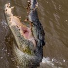 Jumpng Saltwater Croc, Adelaide River