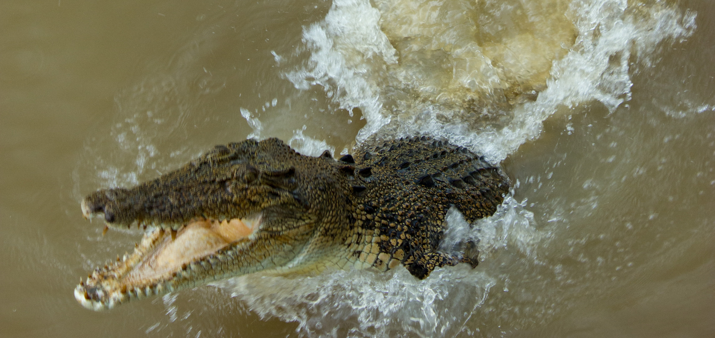 Jumpng Saltwater Croc, Adelaide River