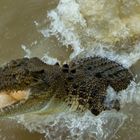 Jumpng Saltwater Croc, Adelaide River