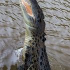 Jumpng Saltwater Croc, Adelaide River