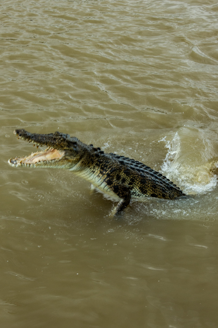 Jumpng Saltwater Croc, Adelaide River