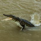 Jumpng Saltwater Croc, Adelaide River