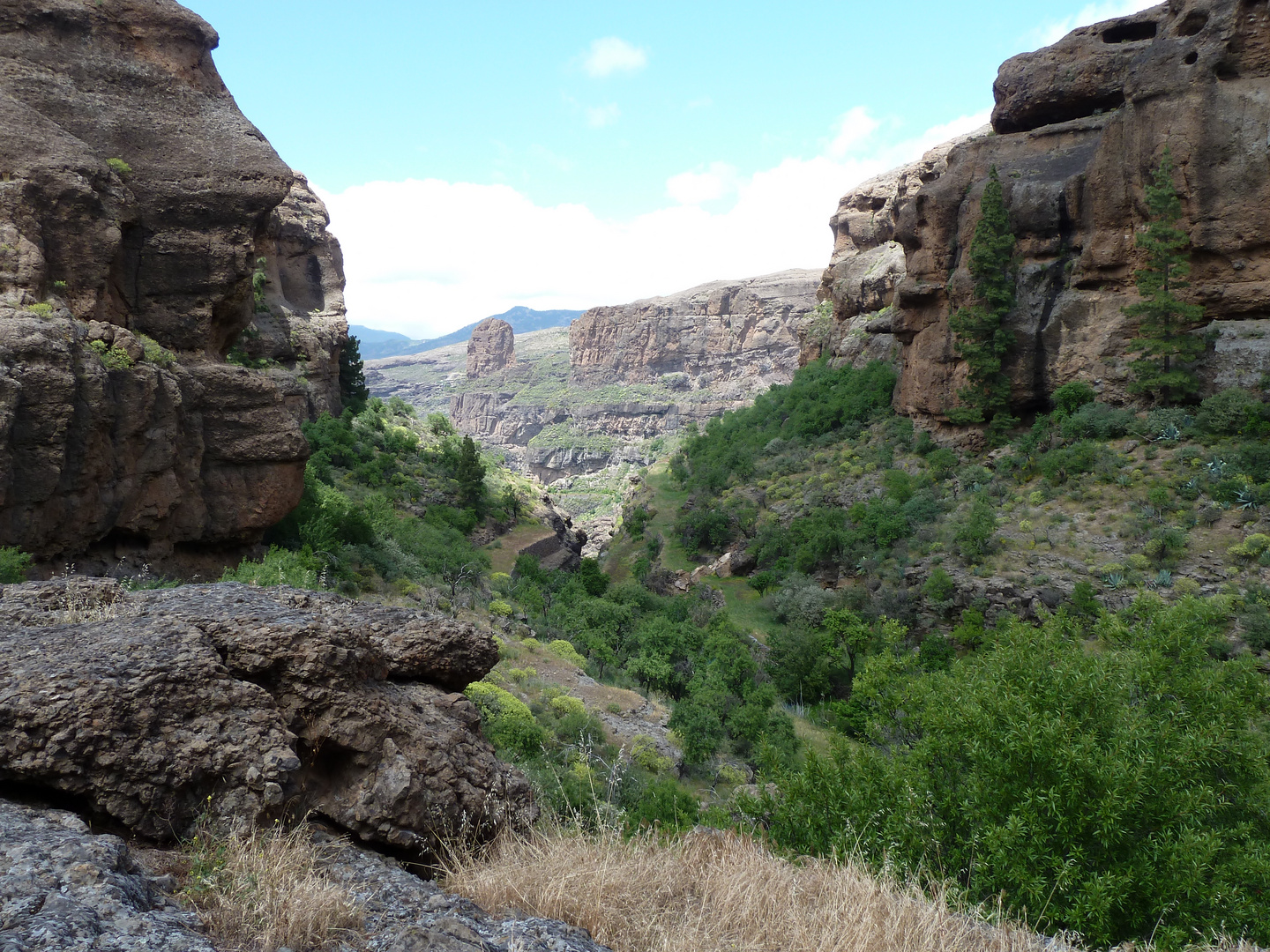 JUNCAL , PAJONALES