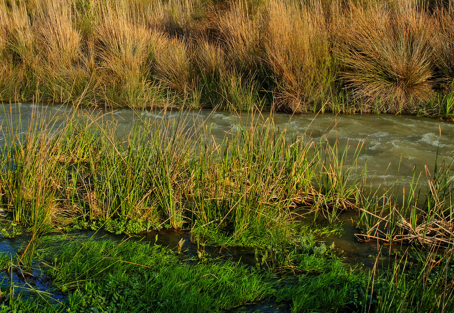 JUNCOS DE AGUA.