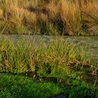 JUNCOS DE AGUA.