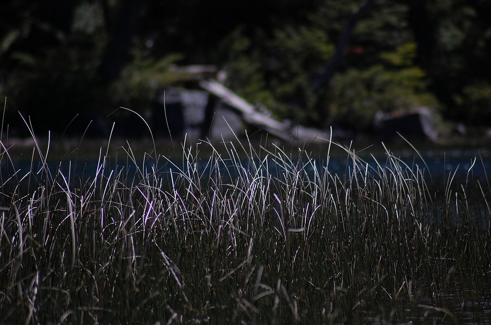 Juncos.....Lago Huerquehue -Chile